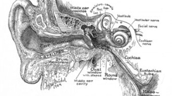 Figure 1. Max Brödel’s 1939 Classic Coronal Illustration of the Ear (now in the public domain).