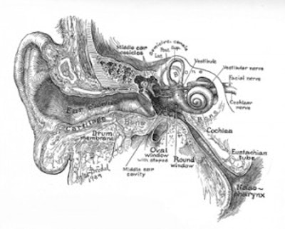 Figure 1. Max Brödel’s 1939 Classic Coronal Illustration of the Ear (now in the public domain).