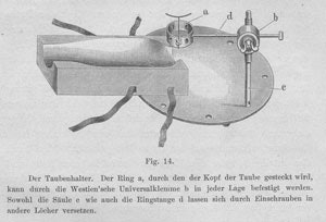 The pigeon holder with a ring for holding the pigeon’s head.