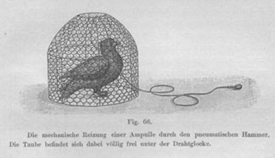 An unrestrained pigeon with a rubber hose and bulb attached to the pneumatic hammer.