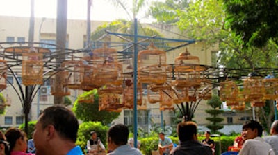 The birds of Tao Dan Park.