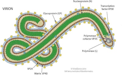 Figure 1: Geography of Ebola Virus (Filoviridae family). Written permission was secured from the Viralzone, Swiss Institute of Bioinformatics (11/19/2014) for the use of the above figure in illustrating the special features of the Ebola Virus.