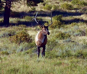 Throughout the journey, 375 elk provided much of the protein required by the expedition’s participants.
