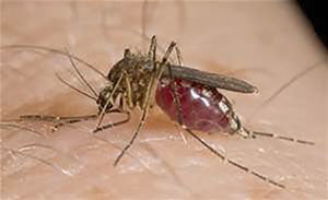 Hordes of mosquitos plagued the men incessantly.