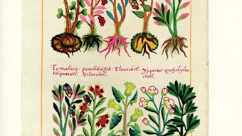 Figure 1. Codix de la Cruz-Badiano