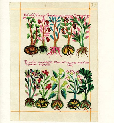 Figure 1. Codix de la Cruz-Badiano