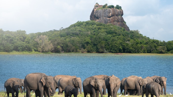 Sri Lanka elephants gather near Sigiriya Rock.