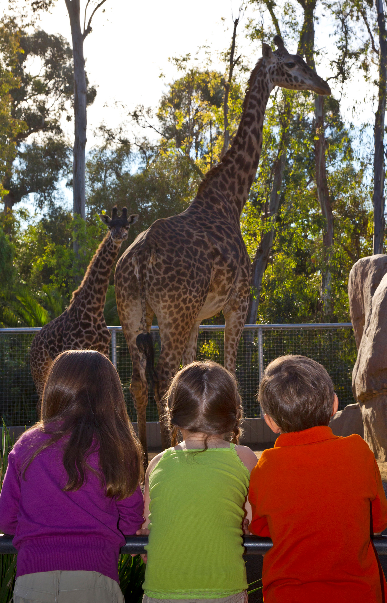 Kids Watching Giraffes Courtesy San Diego Zoo
