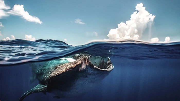 Qatar is home to one of the largest whale shark populations in the world, where up to 300 can be seen on any given day.