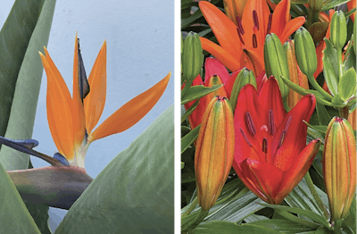 Ken Yanagisawaflowers 83