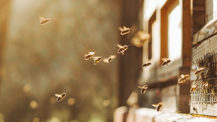 Thanks to the “Pro Tomorrow” initiative, Maritim Hotels have created areas for bees during a local campaign, built raised bed gardens and purchased play equipment for children.