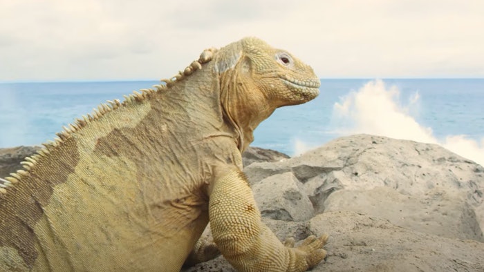 Guests can observe endemic marine iguanas as they swim and sunbathe on the beach and rocky shores of the Galapagos Islands.