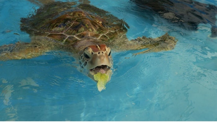 Sharon is one of the lucky turtles recovering at CTRC.