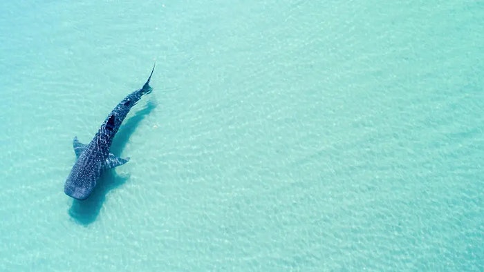Cancun and the Riviera Maya are diverse in terms of destinations and tourist attractions, from white sand beaches to Mayan culture and history.