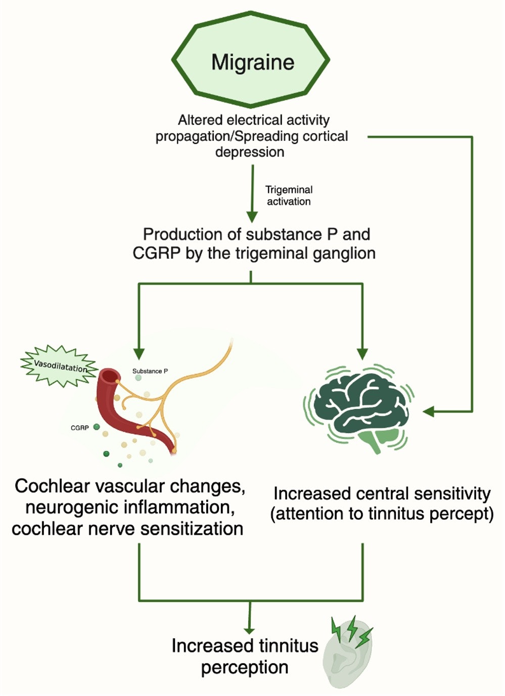 How Migraine Modulates Tinnitus AAO HNS Bulletin
