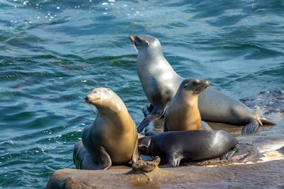 Sea lions on the bay