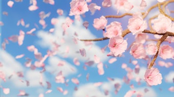 Cherry Blossoms Thumbnail