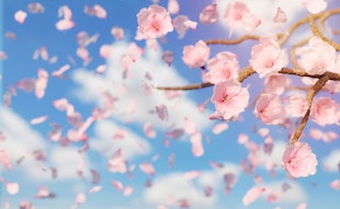 Cherry Blossoms Thumbnail