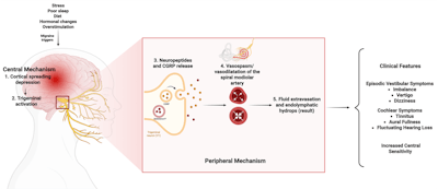 Figure 2. Central and peripheral mechanisms involved in the pathophysiology of otologic migraine.