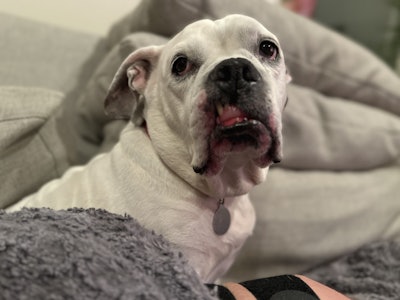 Jacob’s bulldog-beagle mix, Bebe.