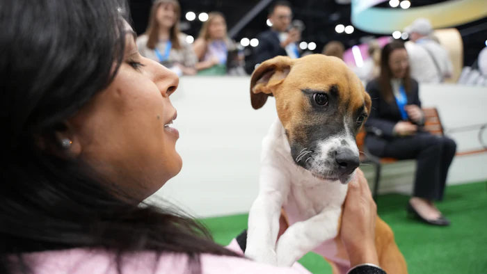 Woman holding tan and white dog at indoor dog show event with spectators in background
