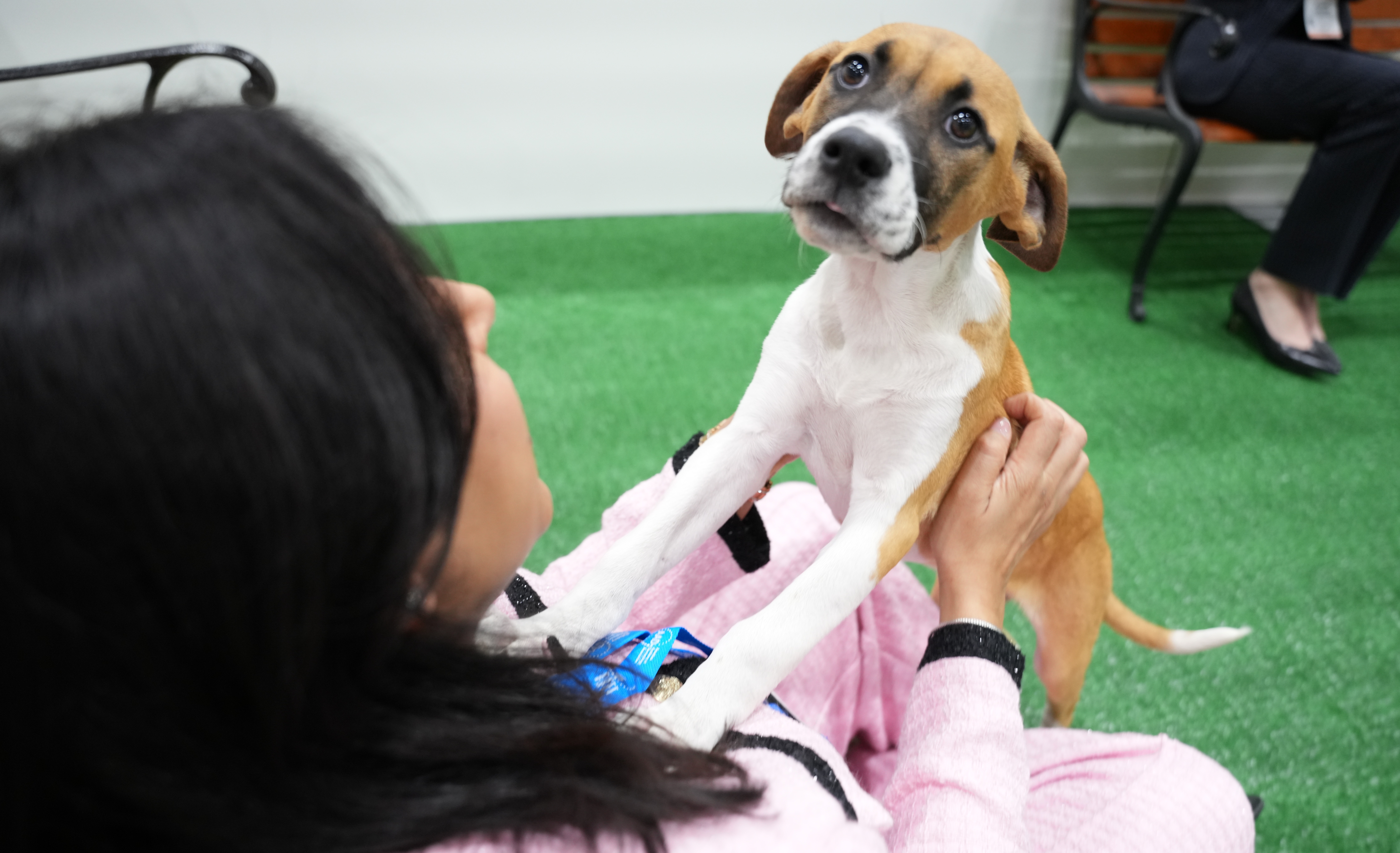 Person petting brown and white dog wearing pink outfit on green indoor turf