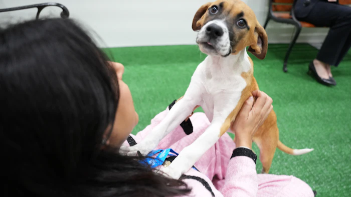 Person petting brown and white dog wearing pink outfit on green indoor turf