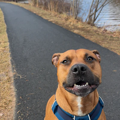 Jackie's four-year-old mutt, Tripp, on one of their many trail adventures.